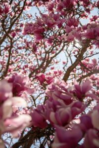 Savino Paige – Photography